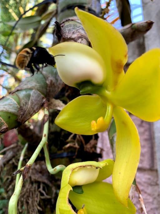 Tropical Bee Garden Holiday Houses Savegre ภายนอก รูปภาพ